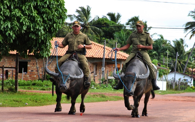 Policiamento em Búfalos